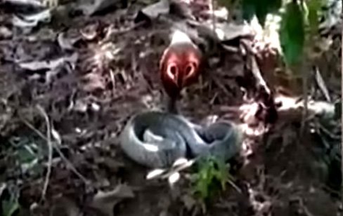 கேரளாவில் நல்லபாம்பு ஒன்றின் தலையில் சூரிய ஒளிப்பட்டு மிளிரும் காணொளி!!!