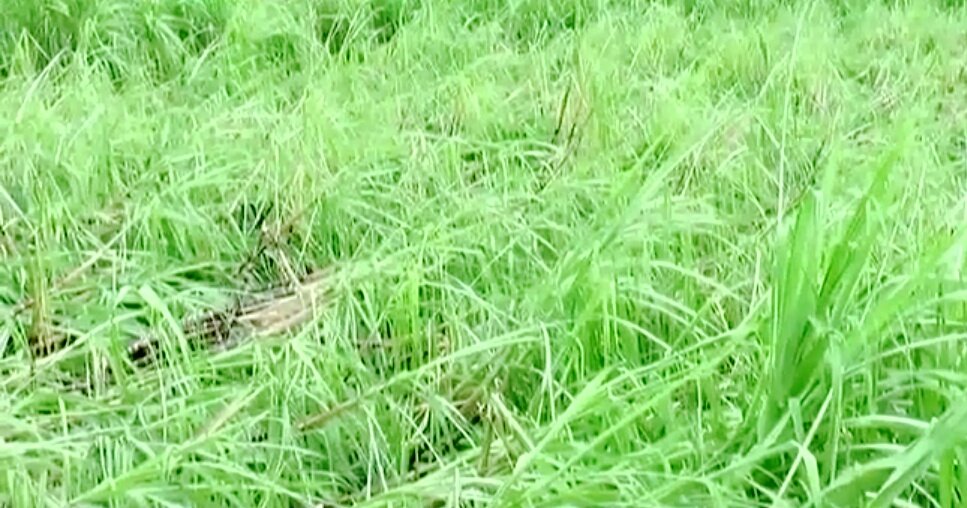 பொங்கல் அறுவடைக்கு தயாராக இருந்த கரும்புகள் - கஜா புயலால் நாசம் 