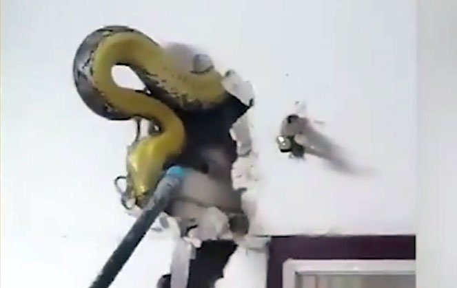 உங்கள் வீட்டு சுவர்களில் என்னவெல்லாம் வாழ்கிறது  என்பது உனக்குத் தெரியுமா?