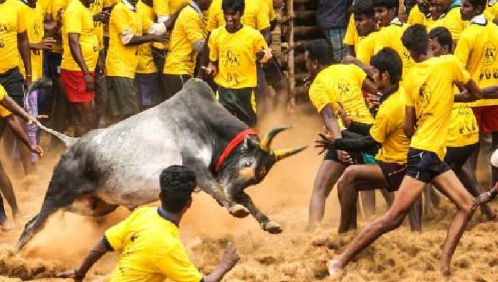 சீறிப்பாய்ந்த காளைகள் முதல் ஜல்லிக்கட்டு அரியலூர் மாவட்டம் மலத்தான்குளத்தில்