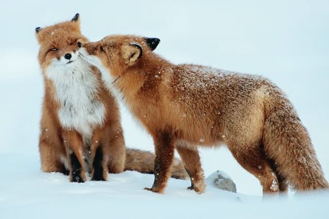 காதலும் காமமும் ஆறறிவற்ற விலங்குகளும் செய்வதுதானே?